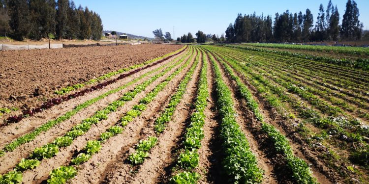 Inauguran plan piloto para evaluar uso del agua desalada con fines agrícolas en Papudo