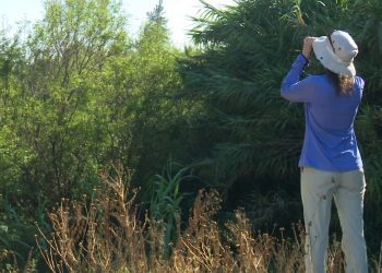 Villa Alemana avanza en el cuidado del medio ambiente: cuenta con ordenanza para proteger humedales urbanos