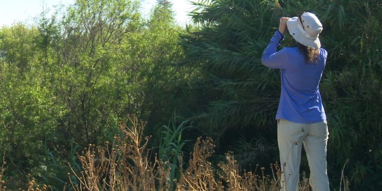 Villa Alemana avanza en el cuidado del medio ambiente: cuenta con ordenanza para proteger humedales urbanos