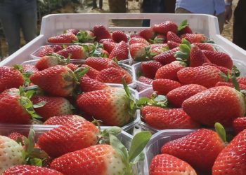 Gobierno declara emergencia agrícola por plaga de nematodo que afecta a la producción de frutillas