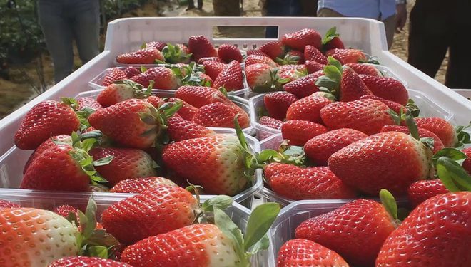 Gobierno declara emergencia agrícola por plaga de nematodo que afecta a la producción de frutillas