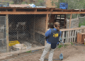 PDI Limache rescata catorce perros desde caniles clandestinos
