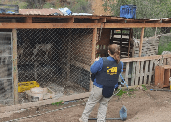 PDI Limache rescata catorce perros desde caniles clandestinos