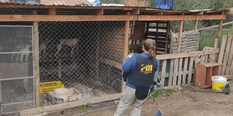 PDI Limache rescata catorce perros desde caniles clandestinos