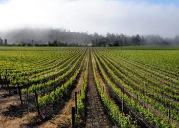Empresas vitivinícolas del Valle de Casablanca buscan transformarse en una industria sustentable, baja en carbono y resiliente al cambio climático