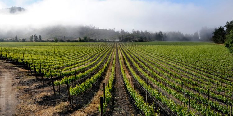 Empresas vitivinícolas del Valle de Casablanca buscan transformarse en una industria sustentable, baja en carbono y resiliente al cambio climático