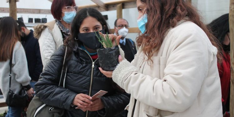 Mujeres de Puchuncaví junto a la UPLA trabajan para descontaminar suelos con planta nativa