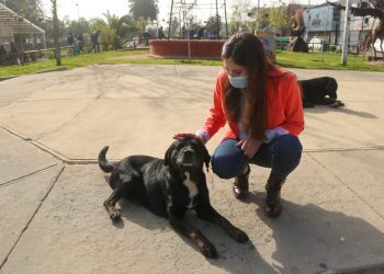 Casablanca: comuna tendrá veterinaria móvil