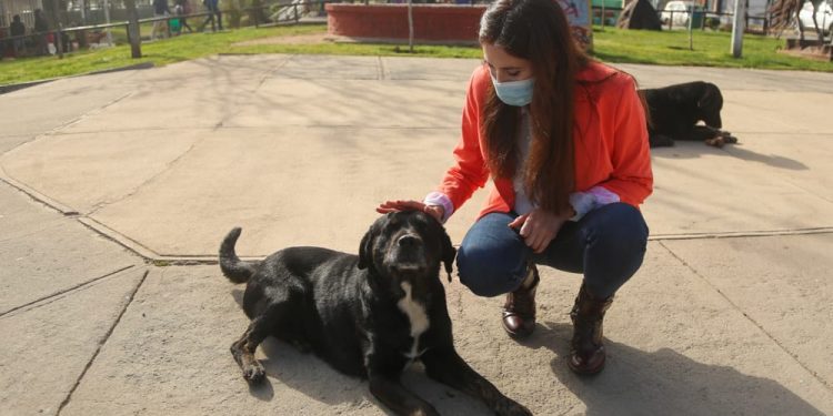 Casablanca: comuna tendrá veterinaria móvil