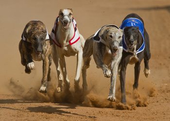 Diputado Andrés Celis rechaza carreras de galgos con apuestas ilegales en Zapallar