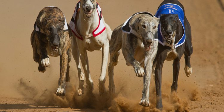 Diputado Andrés Celis rechaza carreras de galgos con apuestas ilegales en Zapallar