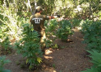 Diputada Camila Flores se reúne con el director nacional de la PDI y alcalde de Cabildo por aumento de cultivos de drogas en la comuna