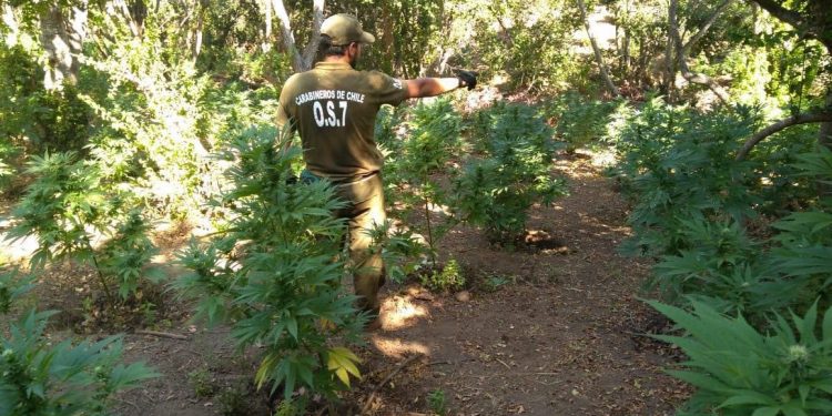 Diputada Camila Flores se reúne con el director nacional de la PDI y alcalde de Cabildo por aumento de cultivos de drogas en la comuna