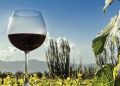 Parte concurso Corfo que presenta las mejores viñas emergentes y experiencias enoturísticas de nuestro país