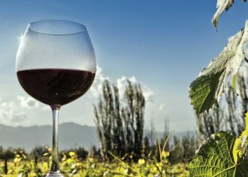 Parte concurso Corfo que presenta las mejores viñas emergentes y experiencias enoturísticas de nuestro país