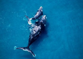 Ballena franca austral, junto a una cría, se «pasea» por las inmediaciones de Concón