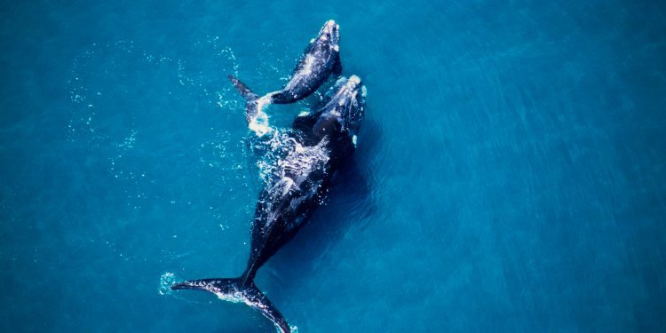 Ballena franca austral, junto a una cría, se «pasea» por las inmediaciones de Concón