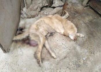 Municipio de Villa Alemana se querelló contra dos personas por maltrato animal grave