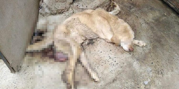 Municipio de Villa Alemana se querelló contra dos personas por maltrato animal grave