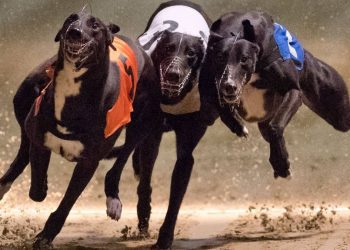 A un año de ser rechazado: diputados vuelven a presentar proyecto para prohibir carreras de perros en Chile