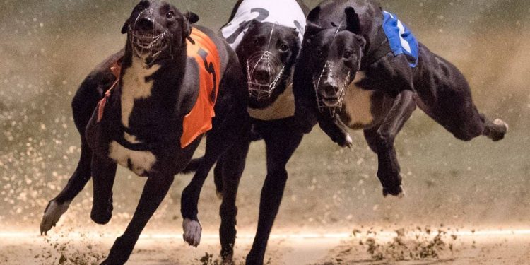 A un año de ser rechazado: diputados vuelven a presentar proyecto para prohibir carreras de perros en Chile