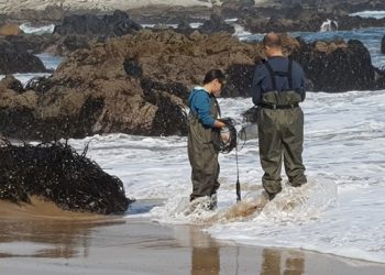 Estudio revela alta tolerancia de macroalga a estresores derivados del cambio climático
