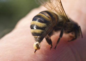 Abejas se rebelan en Uruguay y dejan a 32 personas heridas