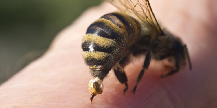 Abejas se rebelan en Uruguay y dejan a 32 personas heridas