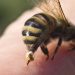Abejas se rebelan en Uruguay y dejan a 32 personas heridas