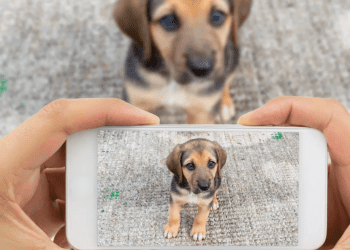 Desarrollan aplicación para encontrar a mascotas perdidas