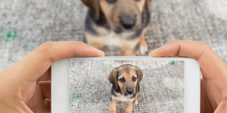 Desarrollan aplicación para encontrar a mascotas perdidas