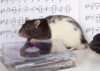 Científicos descubren que las ratas pueden bailar al ritmo de Lady Gaga y Queen