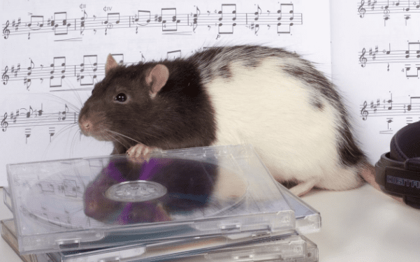 Científicos descubren que las ratas pueden bailar al ritmo de Lady Gaga y Queen