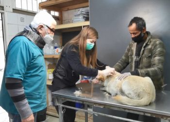 Quillota: Adjudican construcción de Centro Municipal de Atención Veterinaria