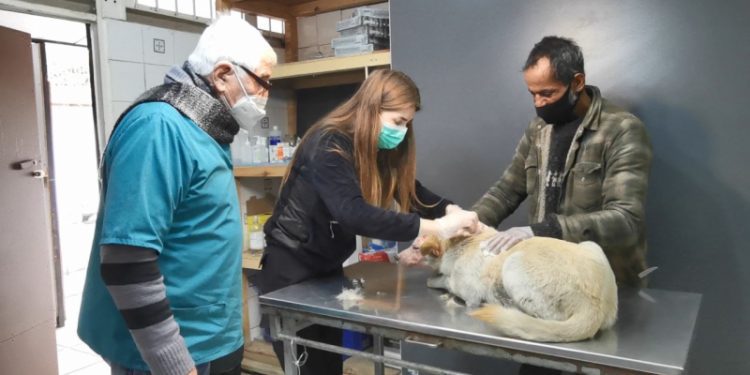 Quillota: Adjudican construcción de Centro Municipal de Atención Veterinaria