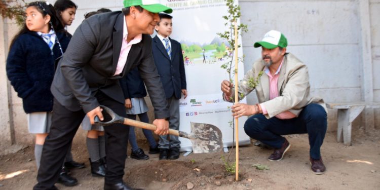 Proyecto “Quillota Respira” cierra el año con 67.000 árboles plantados