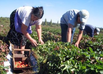 Piden ayudas económicas para la agricultura campesina y empresas productoras de alimentos