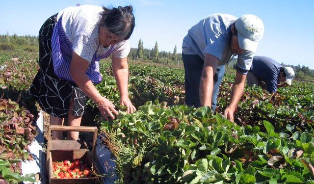 Piden ayudas económicas para la agricultura campesina y empresas productoras de alimentos