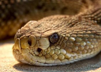 Niño de ocho años mató a serpiente venenosa después de ser atacado