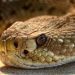 Niño de ocho años mató a serpiente venenosa después de ser atacado