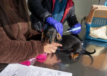 Viña del Mar: Aprueban construcción de primer centro veterinario municipal