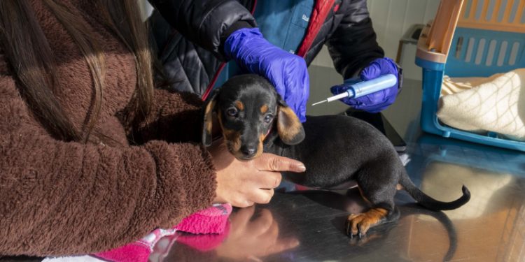 Viña del Mar: Aprueban construcción de primer centro veterinario municipal
