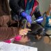 Viña del Mar: Aprueban construcción de primer centro veterinario municipal