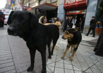 Solicitan que presupuesto 2023 incluya recursos para protección de animales