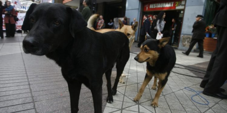 Solicitan que presupuesto 2023 incluya recursos para protección de animales