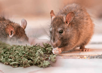 Policía de India culpa a ratones por desaparición de 200 kilos de droga