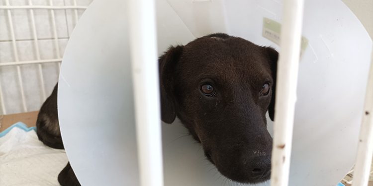 Hospital Veterinario Santo Tomás atiende 10 animales afectados por el incendio