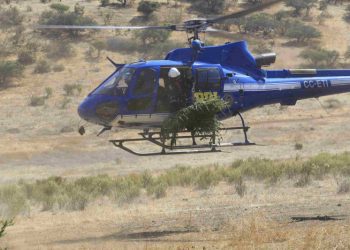 PDI incauta plantación de droga avaluada en 80 millones en la Ligua