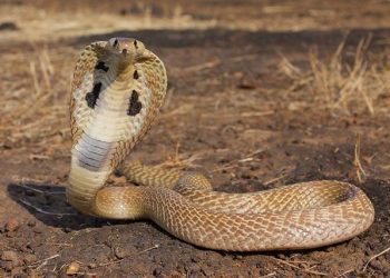 Viralizan video de hombre bañando a su particular «mascota»