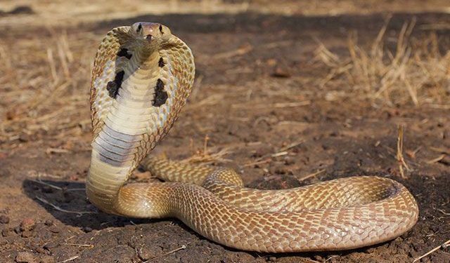 Viralizan video de hombre bañando a su particular «mascota»